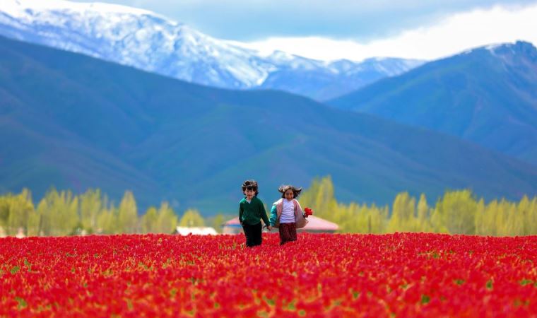 Muş Ovası, lalelerle kırmızıya büründü