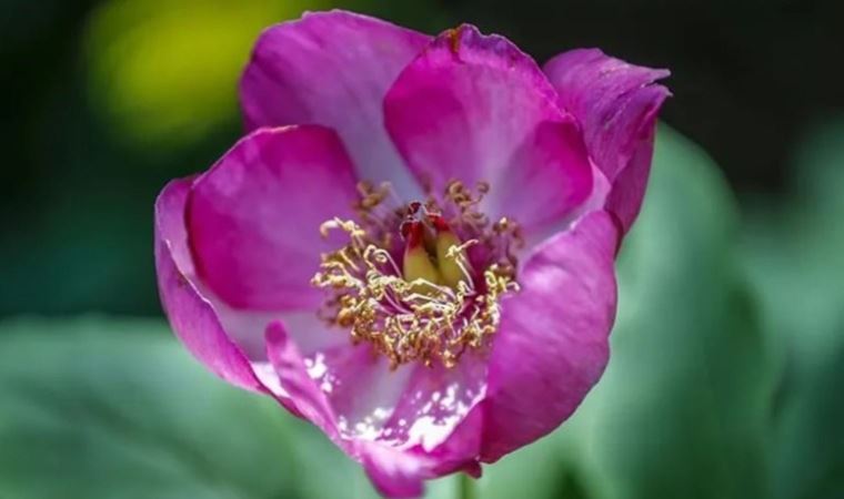 Ömrü sadece 10 gün: 'Yörük gülü'nü koparmanın cezası 244 bin TL