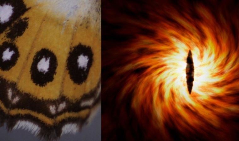 Yeni kelebek cinsine Yüzüklerin Efendisi'nden Sauron ismi verildi