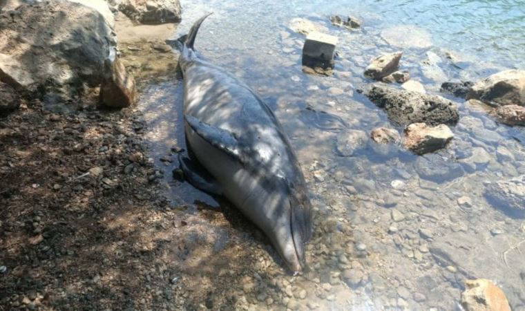 Bodrum'da ölü yunus sahile vurdu