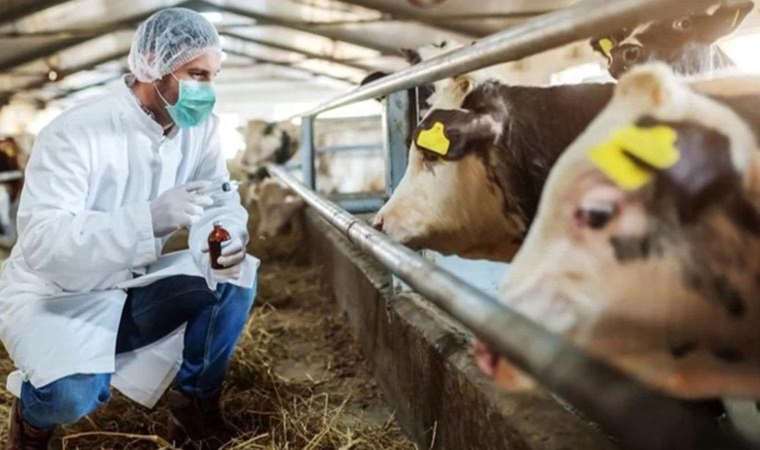 Kurban Bayramı öncesi şap alarmı... Trabzon'da bazı mahallelere giriş çıkış yasaklandı!