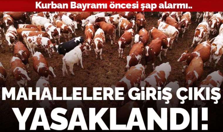 Kurban Bayramı öncesi şap alarmı... Trabzon'da bazı mahallelere giriş çıkış yasaklandı!