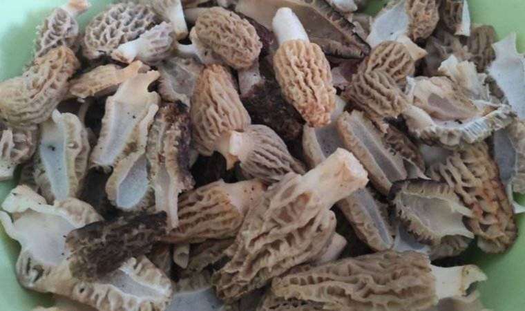 Çorum’da 19 kişi yedikleri mantardan zehirlendi