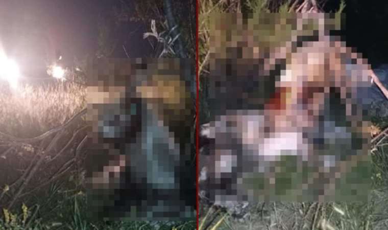 Ankara’da tüyler ürperten olay: 17 köpek ağaca asılmış şekilde bulundu