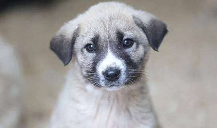 Ankara’da köpek katliamı