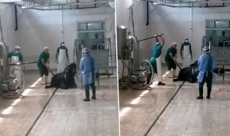 Adana'da Et ve Süt Kurumu'nun kombinasında hayvana yapılan eziyet kamerada