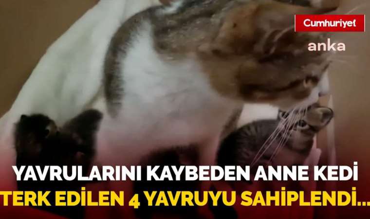 Bu görüntülere yürek dayanmaz: Yavrularını kaybeden anne kedi terk edilen 4 yavruyu sahiplendi