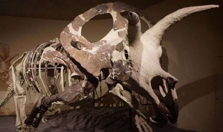 Dünyadaki en büyük dinozor kafatası sergileniyor