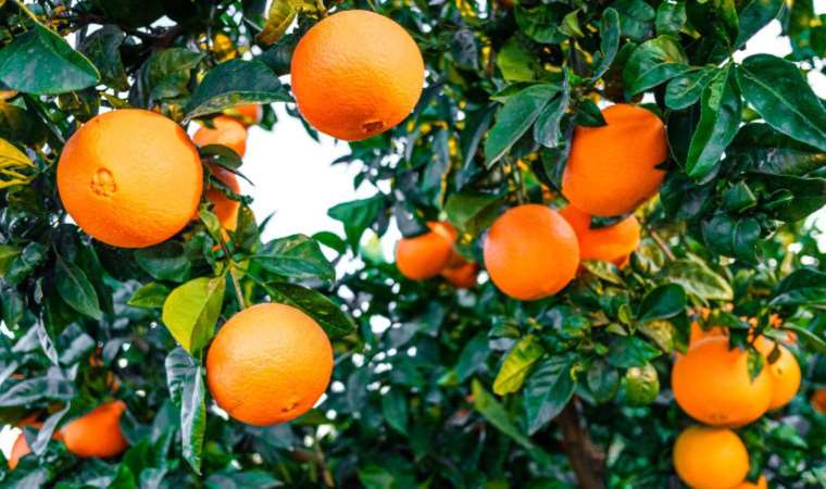 Bölgesel mutfaklar: Akdeniz Bölgesi yemek kültürü!