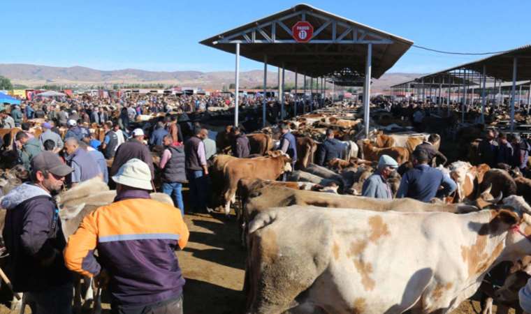 Şap karantinası sonrası Sivas'ta 'kurban pazarı' kararı