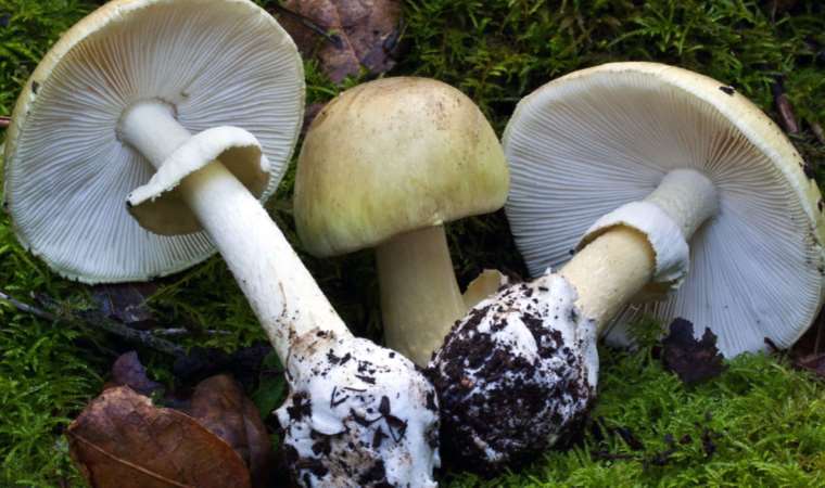 Uzmanı mantar zehirlenmelerine karşı uyardı