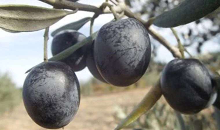 Gemlik zeytini, AB'den coğrafi işaret tescili aldı