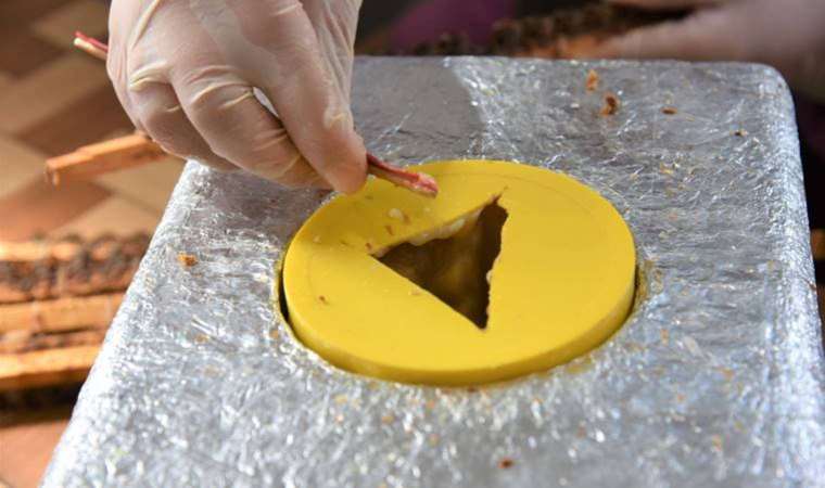 "Beyaz altın"a ilgi yüksek: Kilosu 15 bin liradan satılıyor