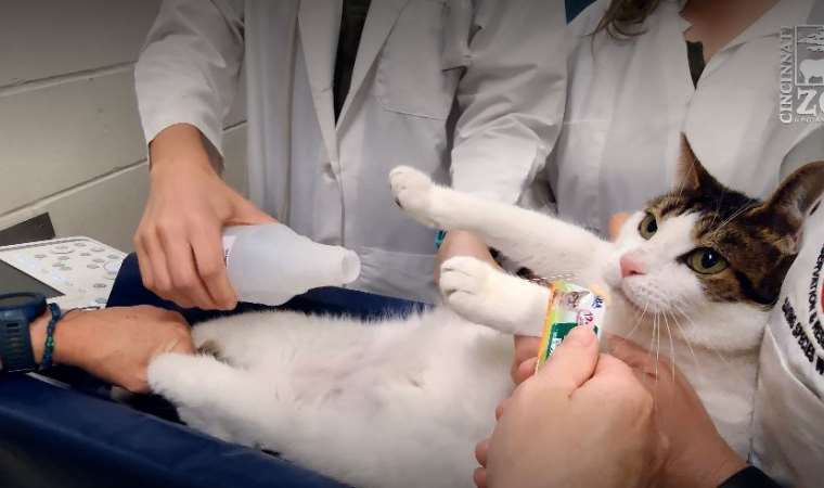 Bilim insanları duyurdu: Kedilere ameliyatsız kısırlaştırma