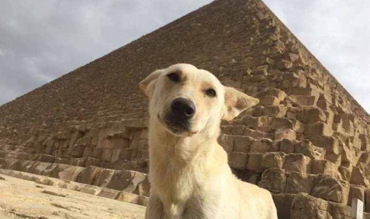 Mısır'da 16 köpek ırkının sahiplendirilmesi yasaklandı