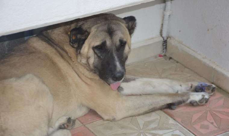 Köpeğe tekme iddiası ortalık karıştırdı: İki komşu böyle birbirine girdi