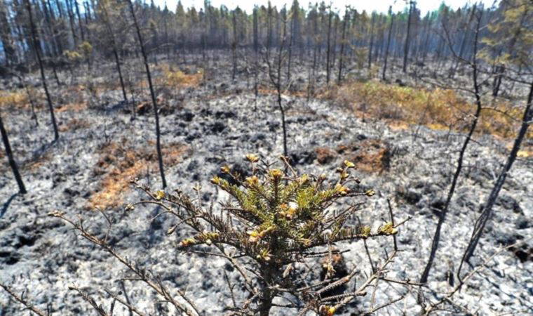 Kanada'da orman yangınlarıyla mücadele için ordu görevlendirildi