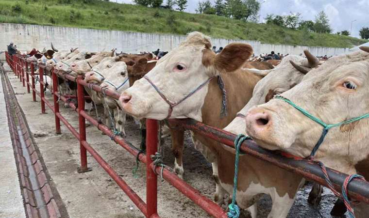 Kurban Bayramı öncesinde hastalıklara karşı uyarı