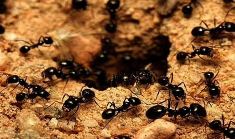 Karıncalar, kasabayı sardı: İletişim hatları felç oldu