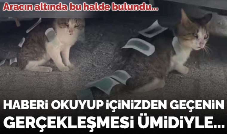 Aracın altında bu halde bulundu... Kediye ağda bandı yapıştırdılar!