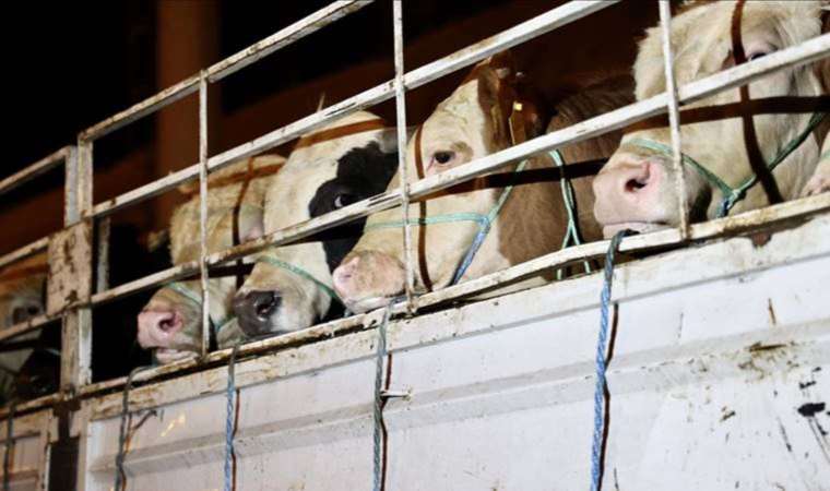 Uzmanı uyardı: Kurban etinde oluşan ölüm sertliğine dikkat