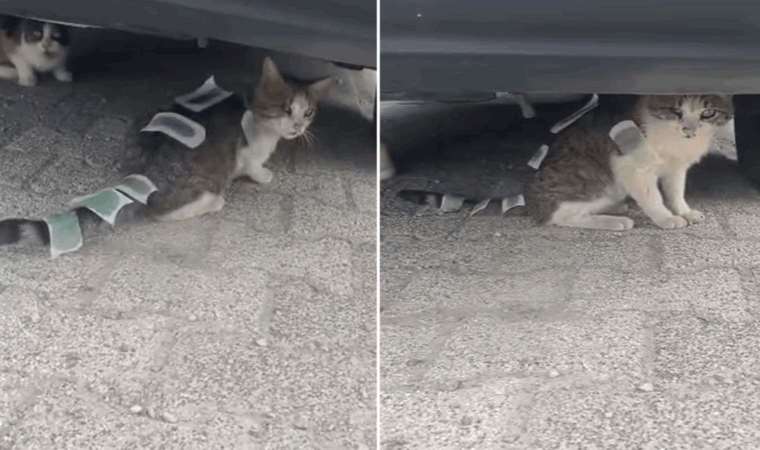 Üzerine ağda bantları yapıştırılan kedi, Üsküdar Belediyesi ekiplerince tedaviye alındı