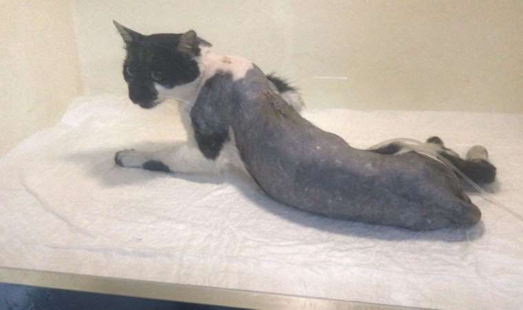Zonguldak'ta vahşet: Tüfekle vurulan kedi felç kaldı
