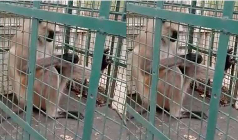 Başına ödül konulan 'aranan' maymun, sonunda yakalandı