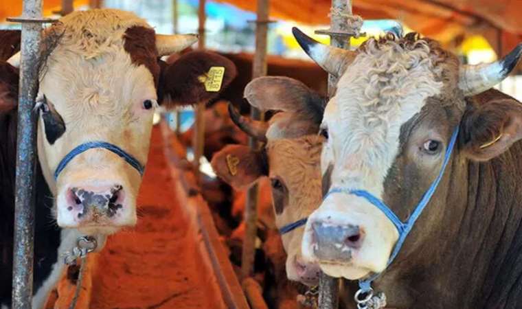 81 ile 'kurban kesimi' genelgesi