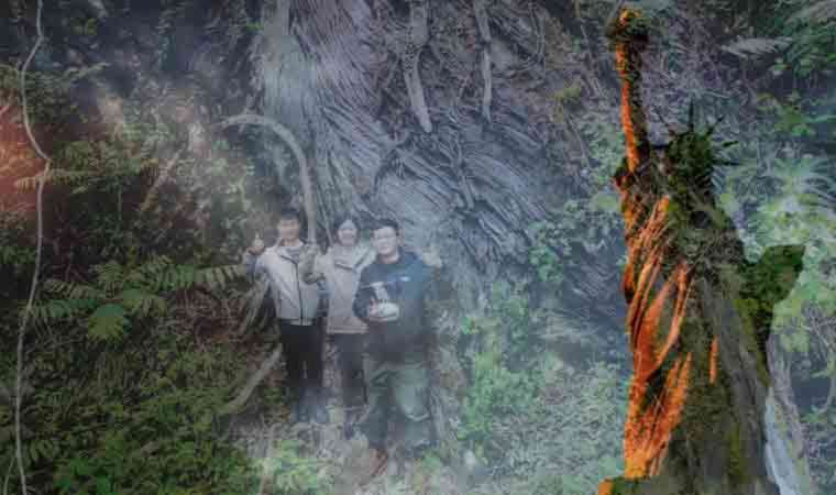 Dünyanın en derin kanyonunda Özgürlük Anıtı'ndan daha uzun bir ağaç keşfedildi