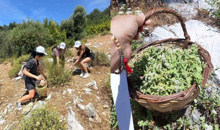Reçelden baklavaya... Kaz Dağları'nda yılın ilk kekik hasadı!