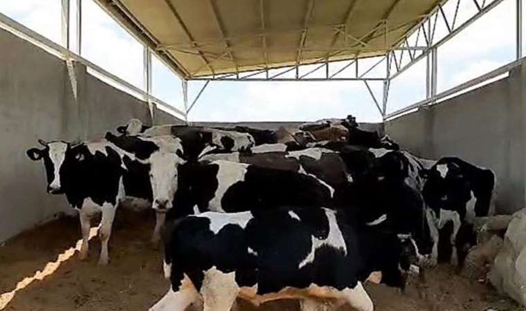 28 ineği çalıp, 3.5 milyon liraya sattı