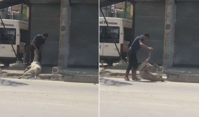 Koyunu darbedip bayıltan kasaptan pişkin savunma: Yormak için öyle yaptım