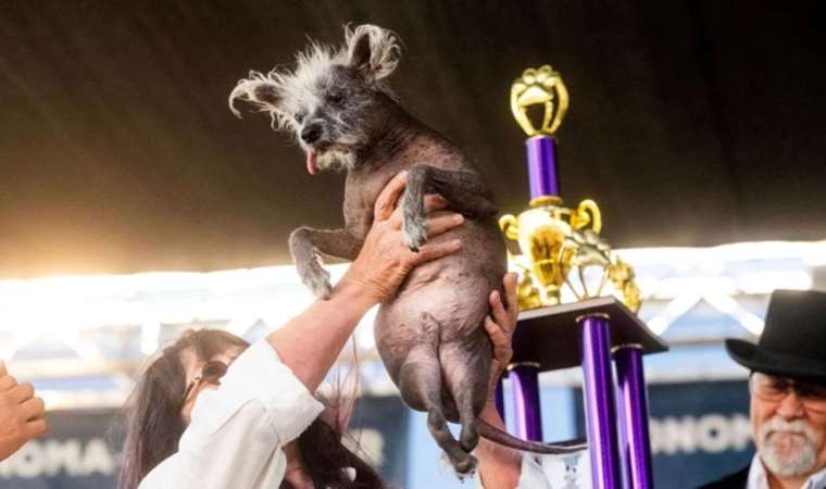 Dünyanın en çirkin köpeği seçildi