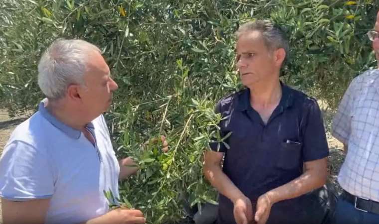 Zeytinin başkentinde zeytin yok