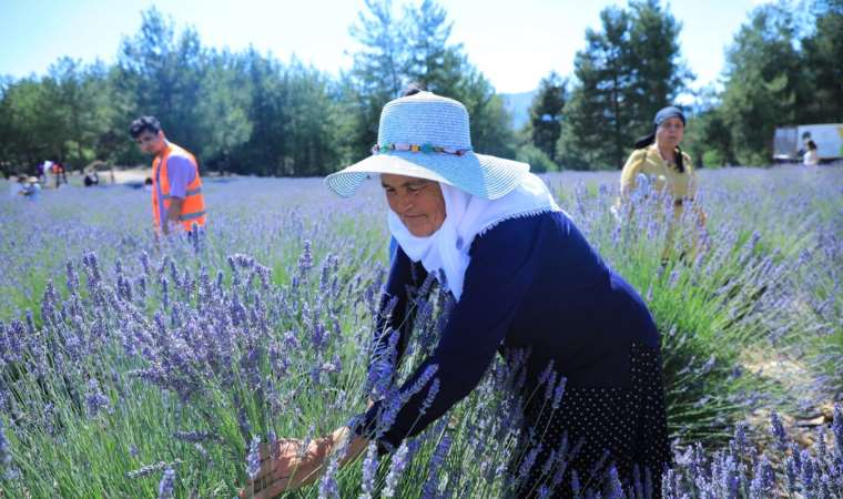 Muğla’da lavanta bahçesi ziyarete açılıyor