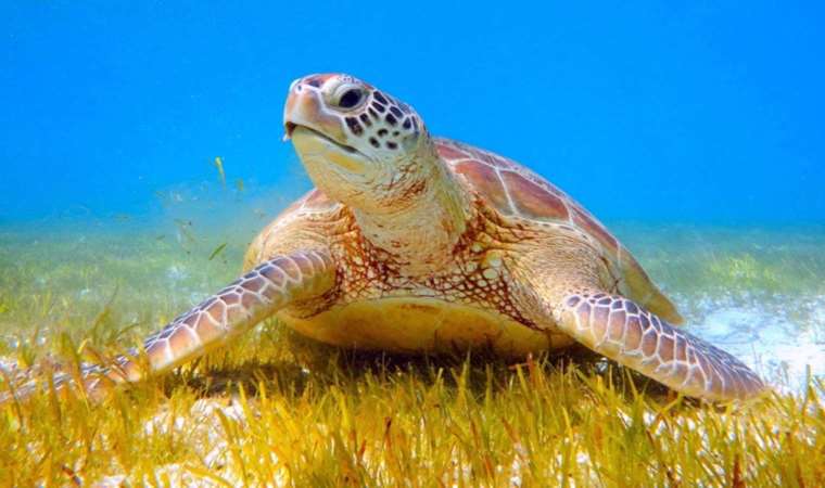 Tatilcilere 'caretta carettalara dokunmayın' uyarısı