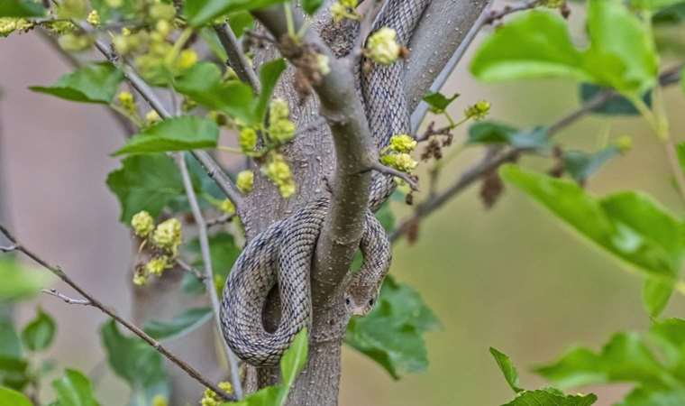 Profesörden karayılan uyarısı: Sakın öldürmeyin