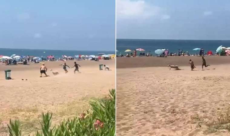 Antalya'da sahibinden kaçan kurbanlık koyun plajı birbirine kattı