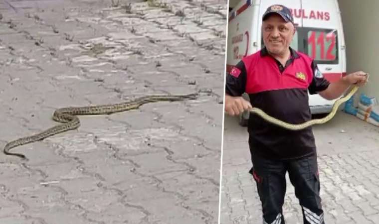 Hastane morgu önünde yılan paniği