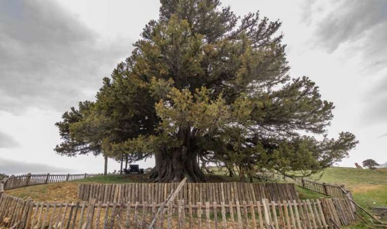 Türkiye'deki anıt ağaç sayısı 10 bin 506'ya ulaştı