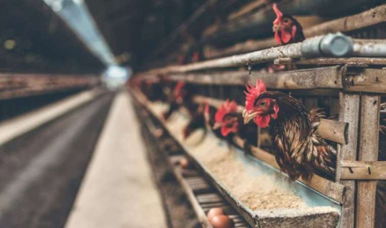 Kuş gribi ile ilgili önemli gelişme: Bulaşıcılığı engelleyen gen bulundu