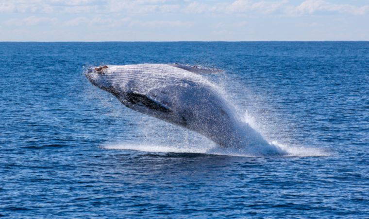 Beyaz balina beyazı