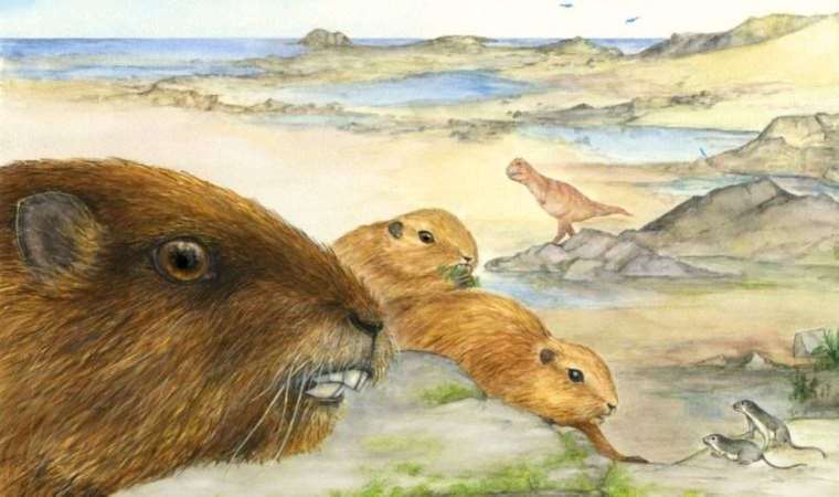 Memelilerin ataları dinozorlar ile beraber yaşadı