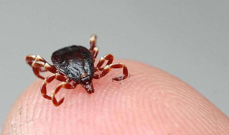 Piknik sonrası kene kontrolünü ihmal etmeyin!