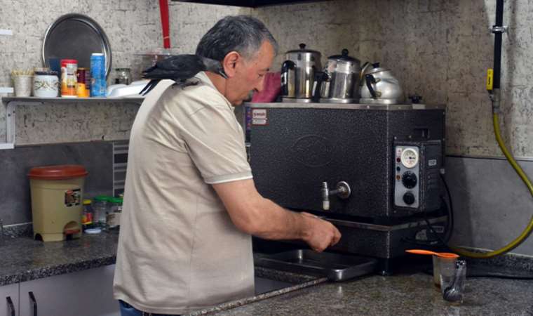 Yaralı karga Şakir, kıraathanenin sevimli maskotu oldu