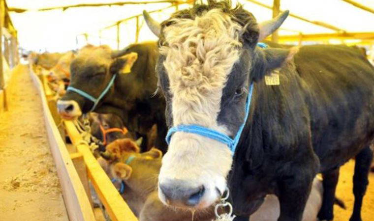 Türkiye Kasaplar Federasyonu: Büyükbaş kurbanlık 84 bin liradan başlıyor