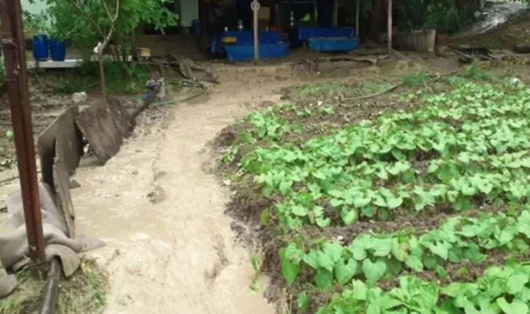 Karabük'te sağanak nedeniyle tarım arazileri zarar gördü