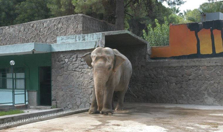 Pak Bahadır efsanesi müzede yaşatılacak
