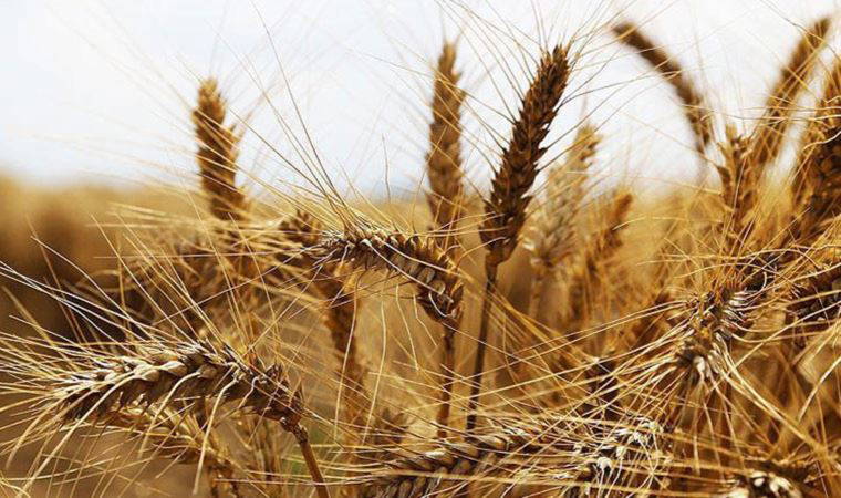 Buğday fiyatları çöken barajın etkisiyle fırladı